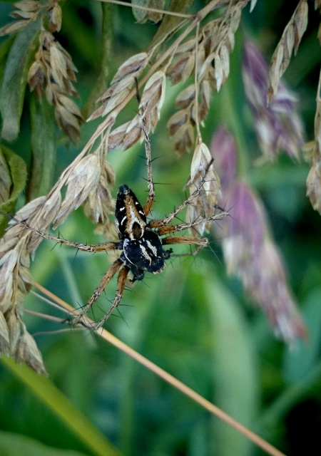 Oxyopes heterophthalmus - homoki hiúzpók