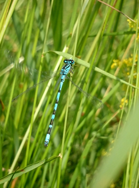 Coenagrion ornatum - díszes légivadász