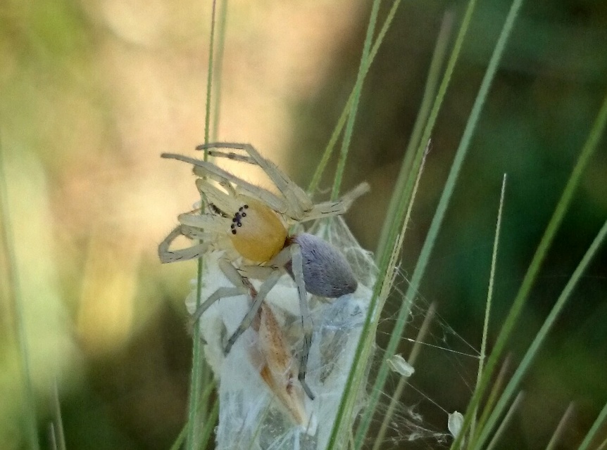 Cheiracanthium punctorium - mérges dajkapók