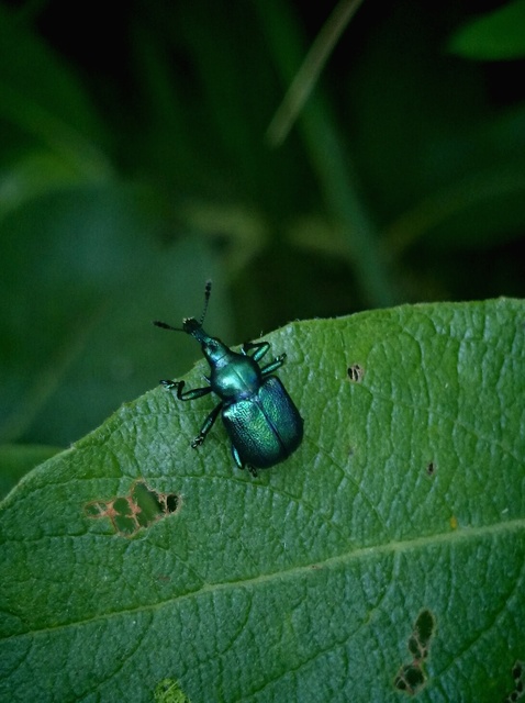 Byctiscus betulae - szőlő-levélsodró