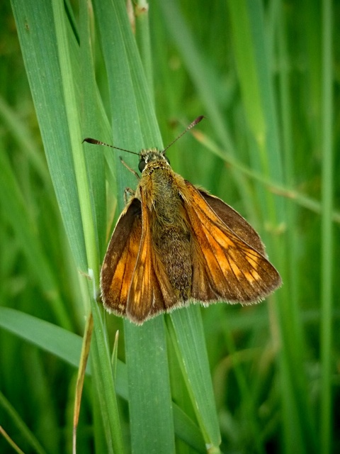 Ochlodes sylvanus - erdei busalepke