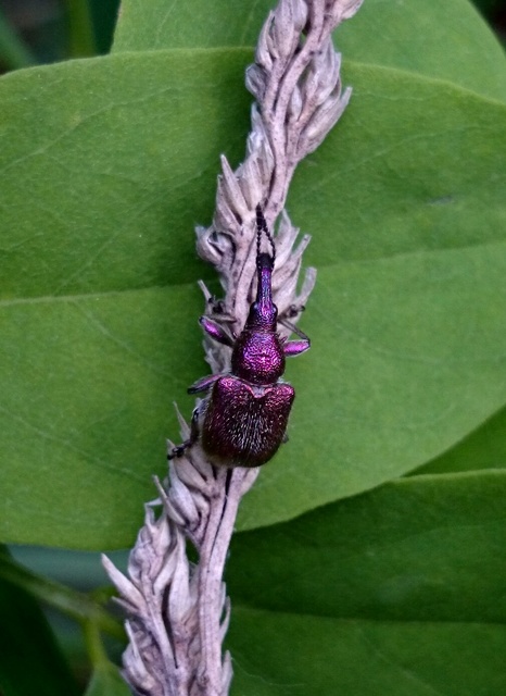 Rhynchites auratus - aranyos eszelény Rhynchites auratus - aranyos eszelény