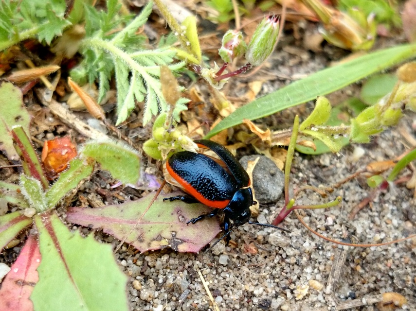 Chrysolina rossia - trapézhátú szegélyeslevelész