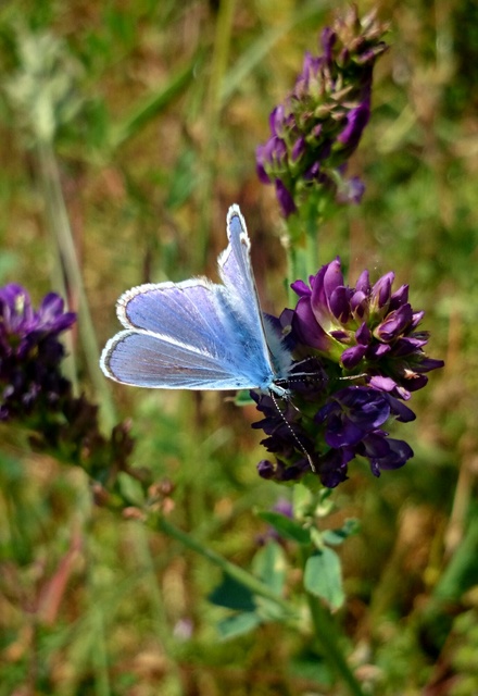 Polyommatus icarus - közönséges boglárka