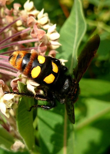 Megascolia maculata - óriás-tőrösdarázs