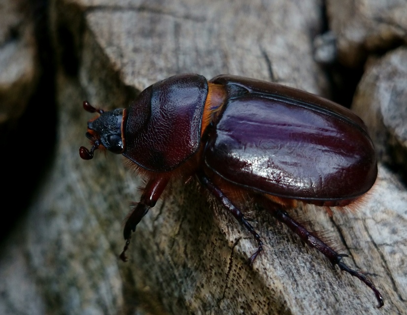 Oryctes nasicornis - orrszarvú bogár