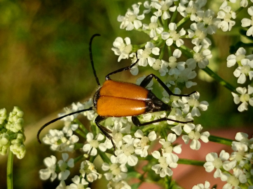 Stictoleptura fulva - vörhenyes virágcincér