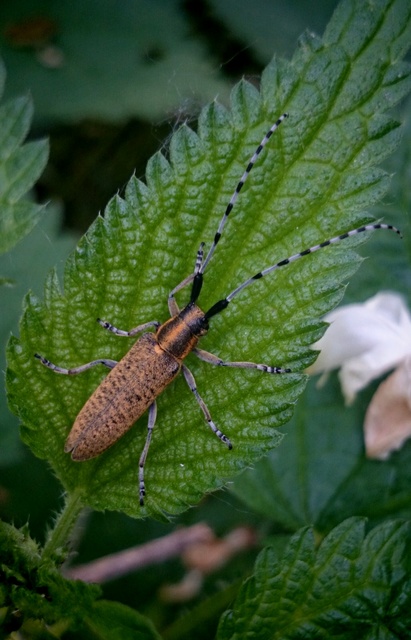 Agapanthia villosoviridescens - fehérgyűrűs bogáncscincér