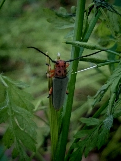 Phytoecia argus - árgusszemű cincér
