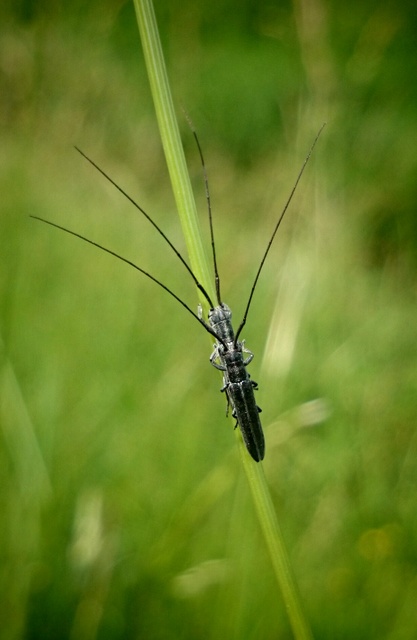 Calamobius filum - hosszúcsápú szalmacincér