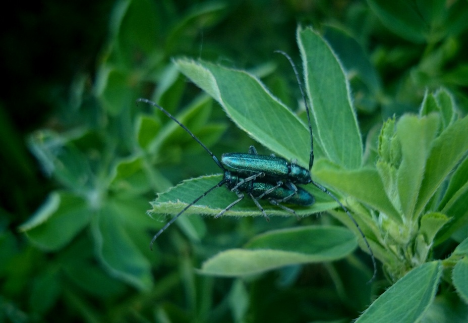 Agapanthia violacea - kék somkórócincér
