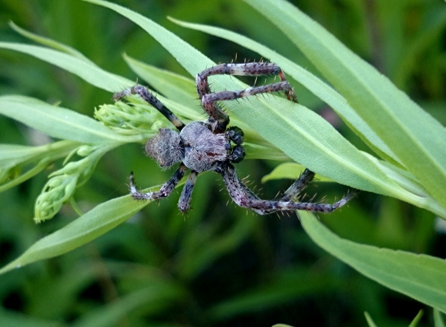 Araneus circe/angulatus