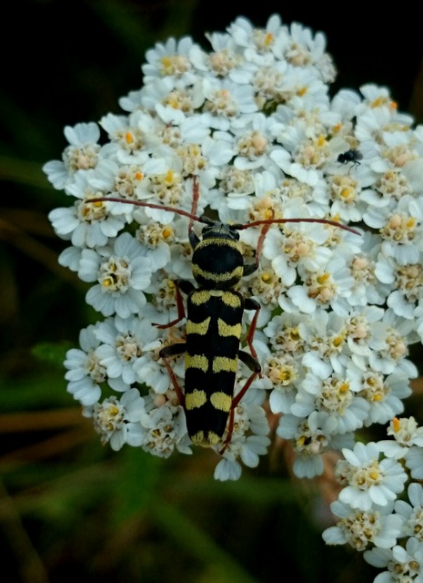 Echinocerus floralis - lucerna-darázscincér