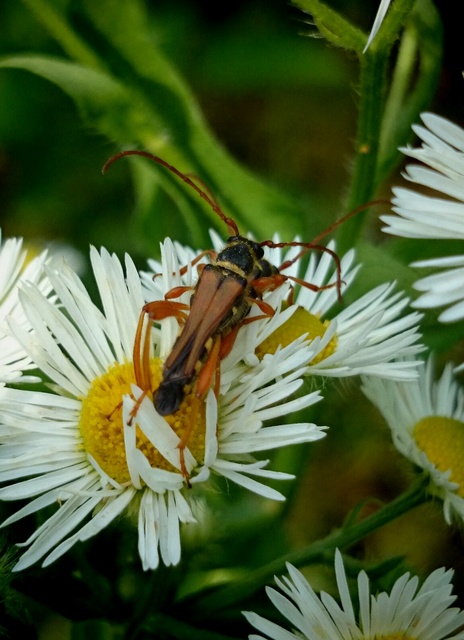 Stenopterus flavicornis - sárgacsápú keskenyfedőscincér