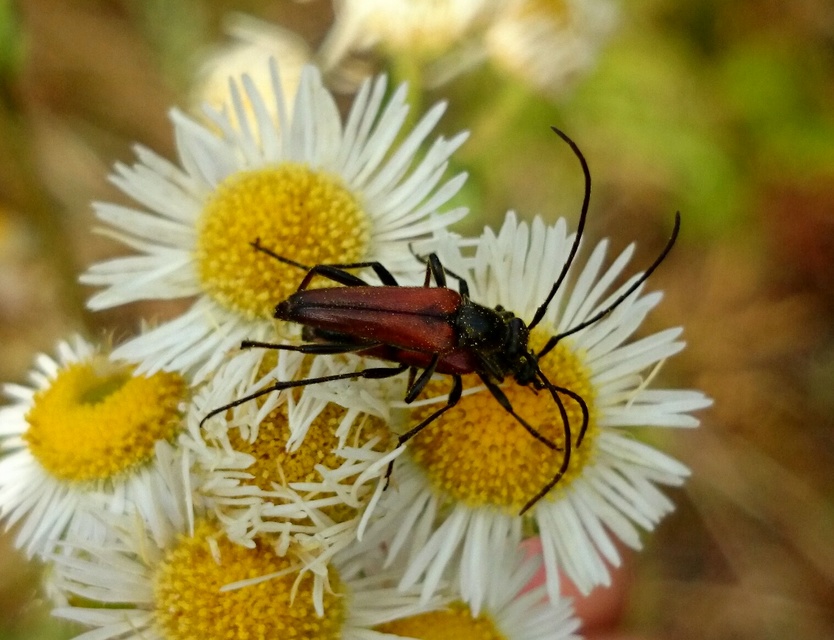 Stenurella bifasciata - kétöves karcsúcincér
