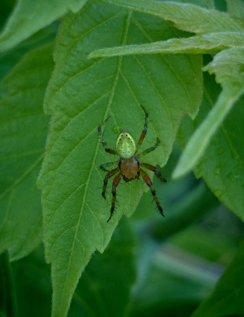 Araniella cucurbitina - zöld keresztespók