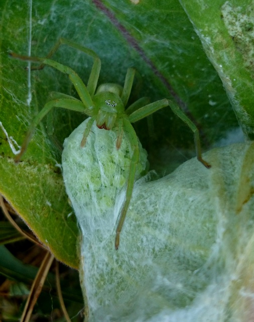 Micrommata virescens - hunyópók