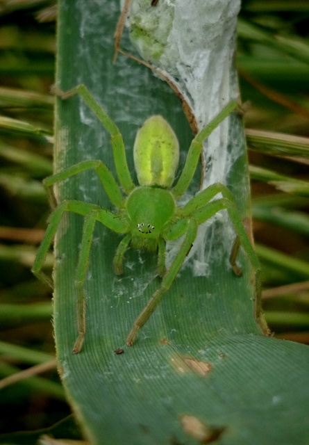 Micrommata virescens - hunyópók
