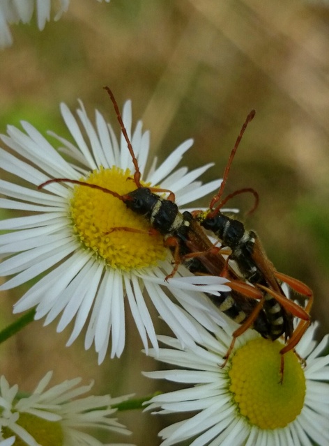 Stenopterus flavicornis - sárgacsápú keskenyfedőscincér