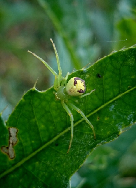 Ebrechtella tricuspidata - alakoskodó karolópók