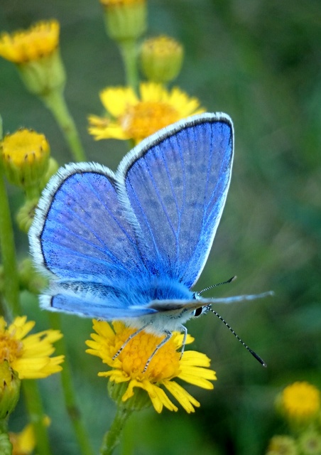 Polyommatus icarus - közönséges boglárka