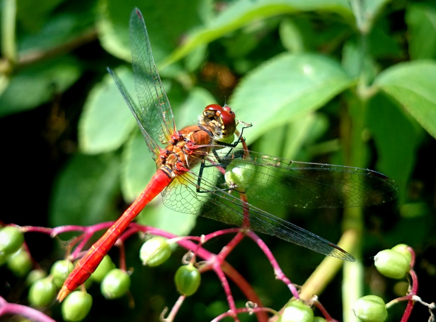 Sympetrum sanguineum - vörös katona-szitakötő