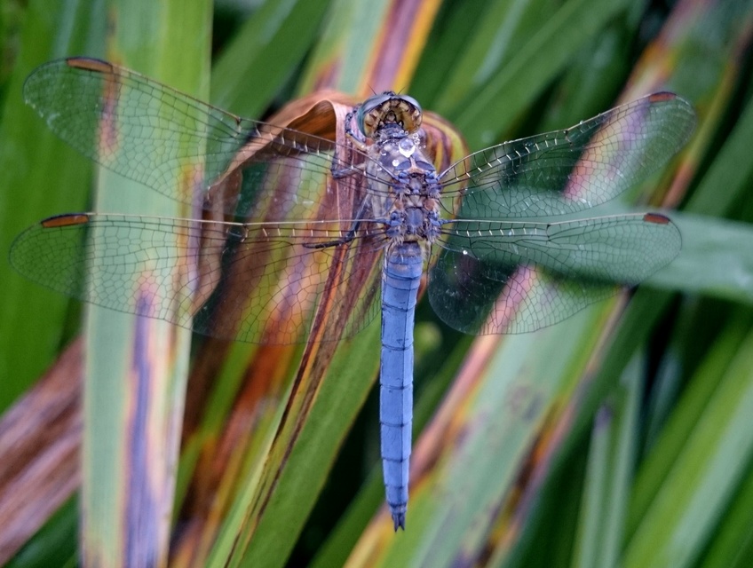 Orthetrum coerulescens - karcsú pásztorszitakötő