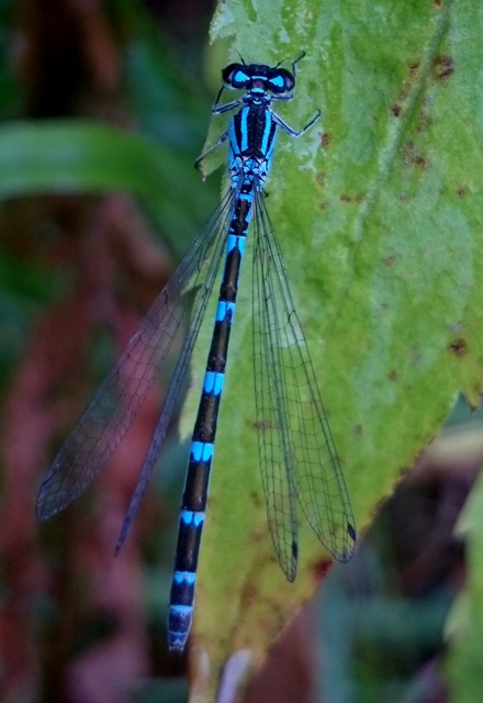 Coenagrion ornatum - díszes légivadász