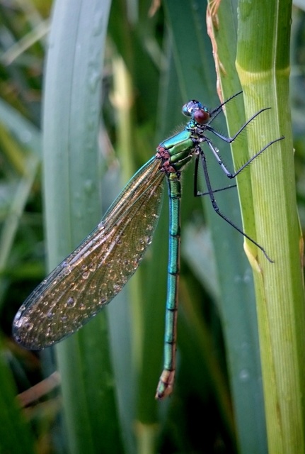 Calopteryx splendens - sávos szitakötő