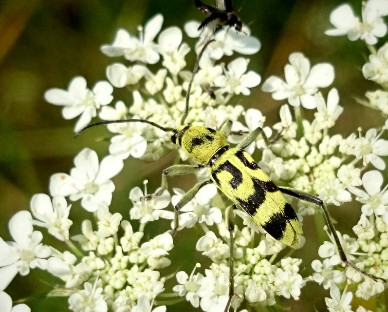 Chlorophorus varius - díszes darázscincér
