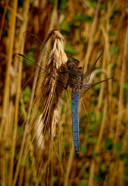 Orthetrum coerulescens - karcsú pásztorszitakötő