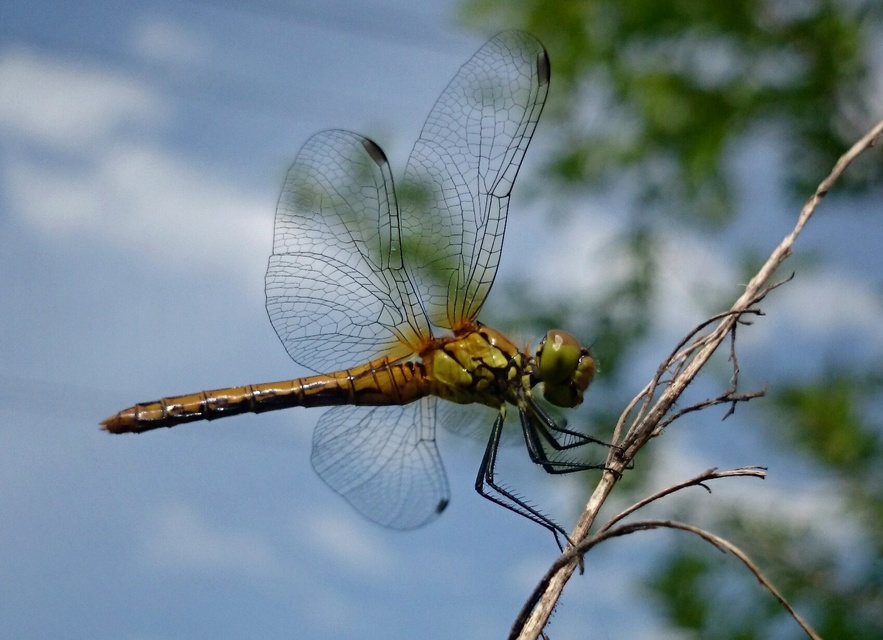 Sympetrum sanguineum - vörös katona-szitakötő