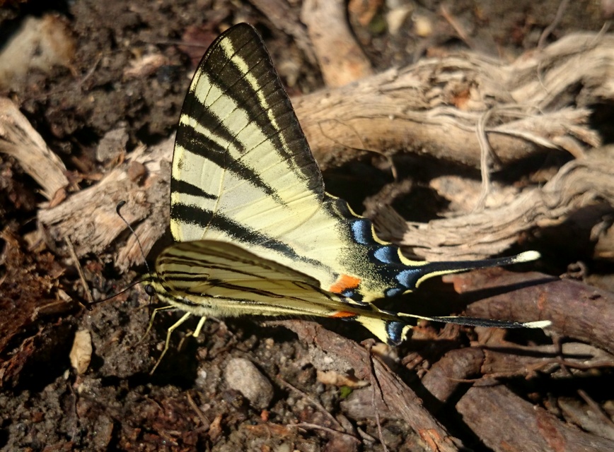 Iphiclides podalirius - kardoslepke
