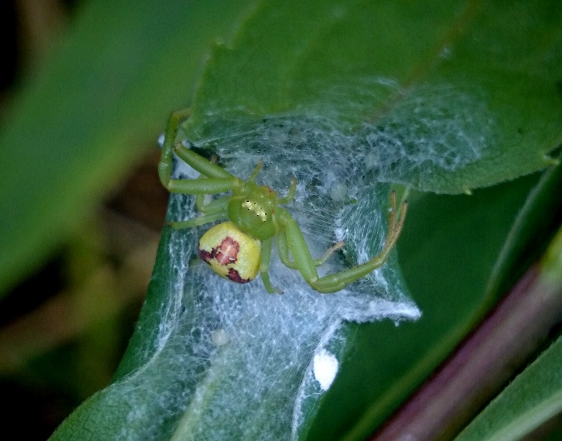 Ebrechtella tricuspidata - alakoskodó karolópók