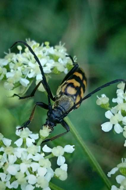 Leptura quadrifasciata - feketeszőrű szalagoscincér