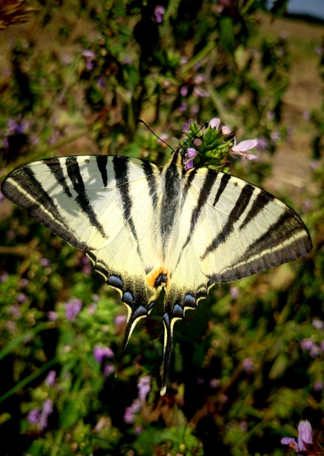 Iphiclides podalirius - kardoslepke
