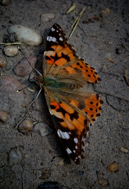 Vanessa cardui - bogáncslepke