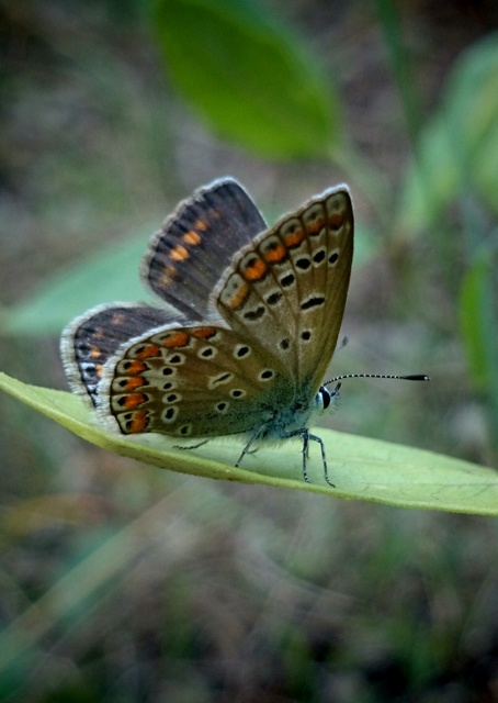 Polyommatus icarus - közönséges boglárka