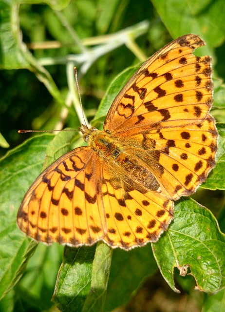 Brenthis daphne - málna-gyöngyházlepke Brenthis daphne - málna-gyöngyházlepke