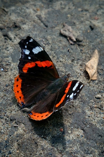 Vanessa atalanta - atalantalepke