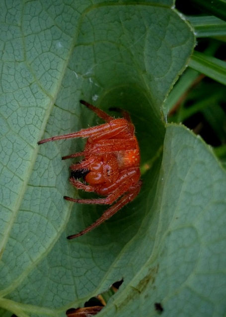 Araneus alsine - hűsölő keresztespók