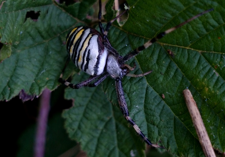 Argiope bruennichi - darázspók