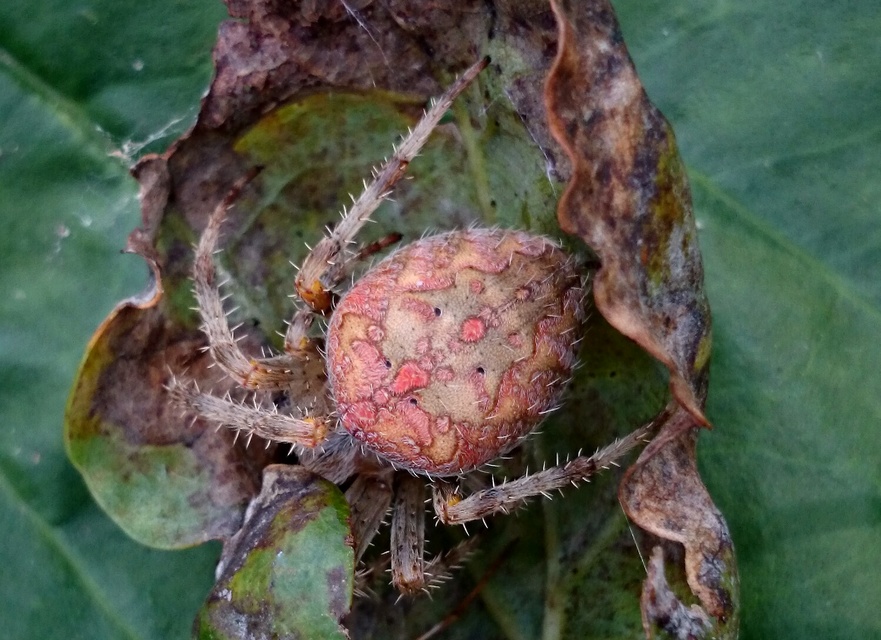 Araneus diadematus - koronás keresztespók