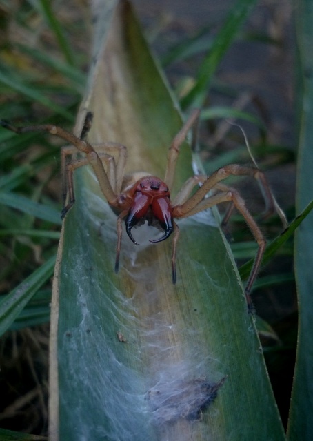 Cheiracanthium punctorium - mérges dajkapók