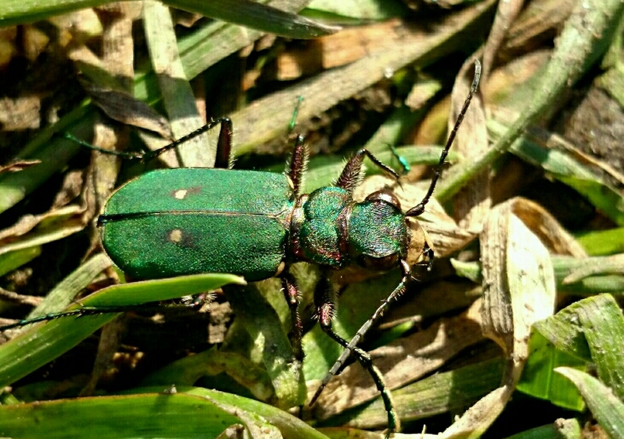 Cicindela campestris - mezei homokfutrinka