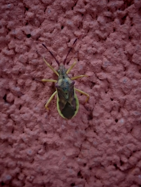 Gonocerus juniperi - boróka-karimáspoloska