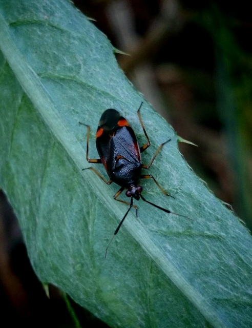 Deraeocoris ruber - vöröses mezeipoloska