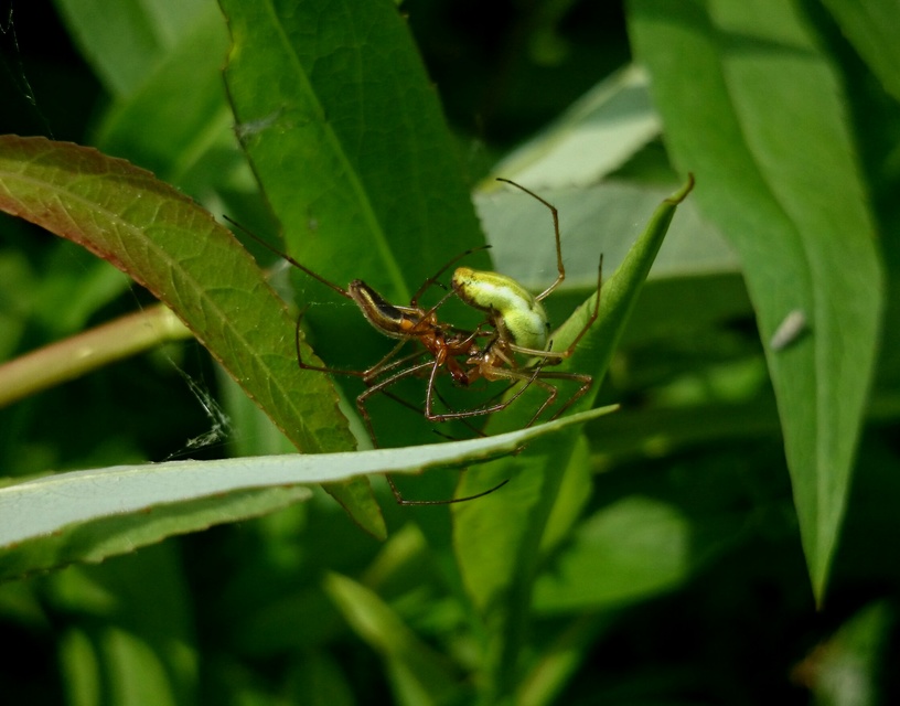 Tetragnatha striata - nádi állaspók