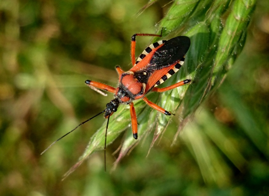 Rhynocoris iracundus - közönséges gyilkospoloska