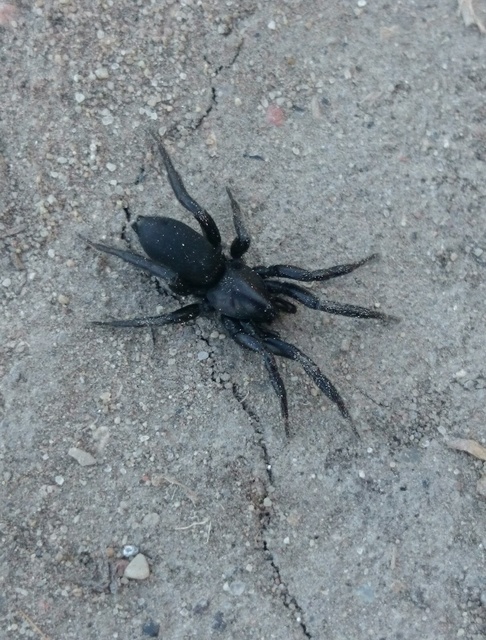 Gnaphosidae - kövipókok